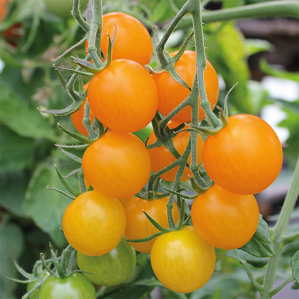 Tomato Sungold F1 Plants from Mr Fothergill's Seeds and Plants