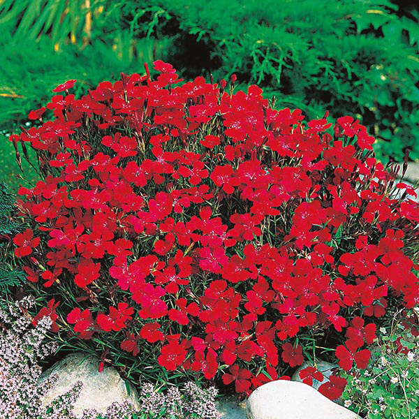 Dianthus Vampire Seeds from Mr Fothergill�s Seeds and Plants