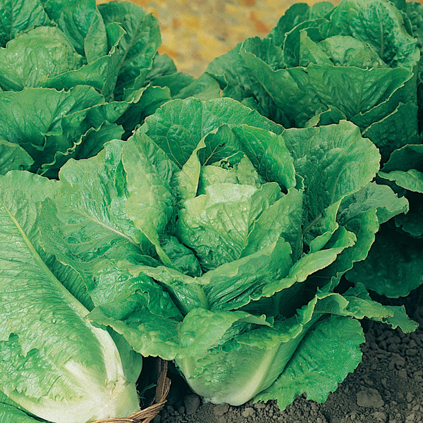 Lettuce Winter Density Seeds from Mr Fothergill's Seeds and Plants