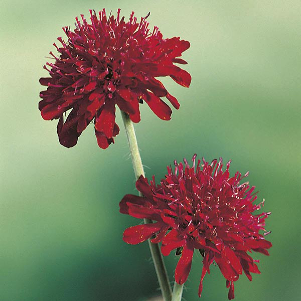 Knautia macedonica Seeds from Mr Fothergill’s Seeds and Plants
