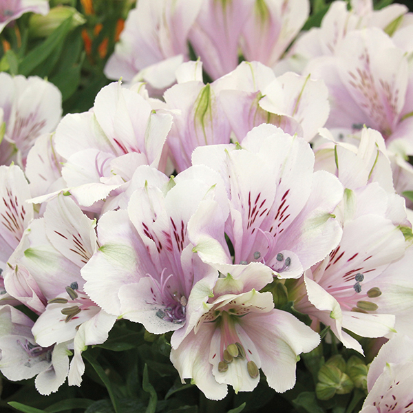 Alstroemeria Inticancha Moonlight Plants from Mr Fothergill's Seeds and