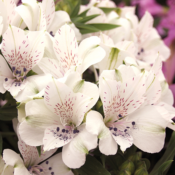 Alstroemeria Inticancha Magic White Plants from Mr Fothergill's Seeds