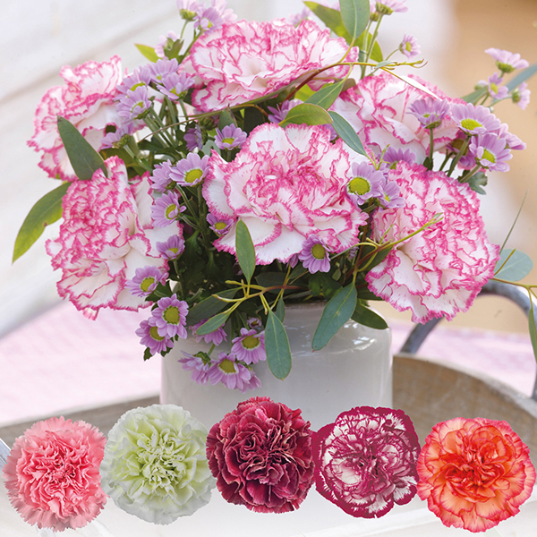 Perpetual Carnation Plant Collection from Mr Fothergill's Seeds and Plants