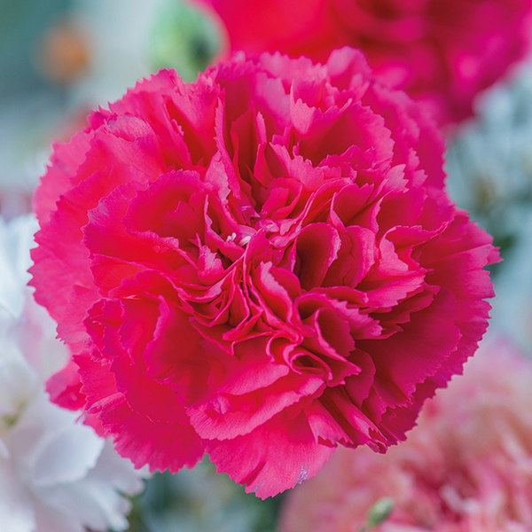 Perpetual Carnation Plant Collection from Mr Fothergill's Seeds and Plants