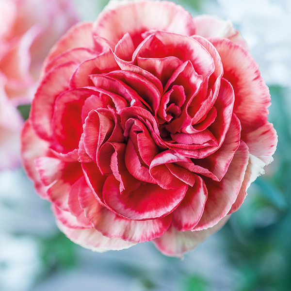 Perpetual Carnation Plant Collection from Mr Fothergill's Seeds and Plants