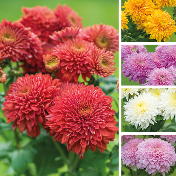 Chrysanthemum Gompie Plant Collection from Mr Fothergill's Seeds and Plants