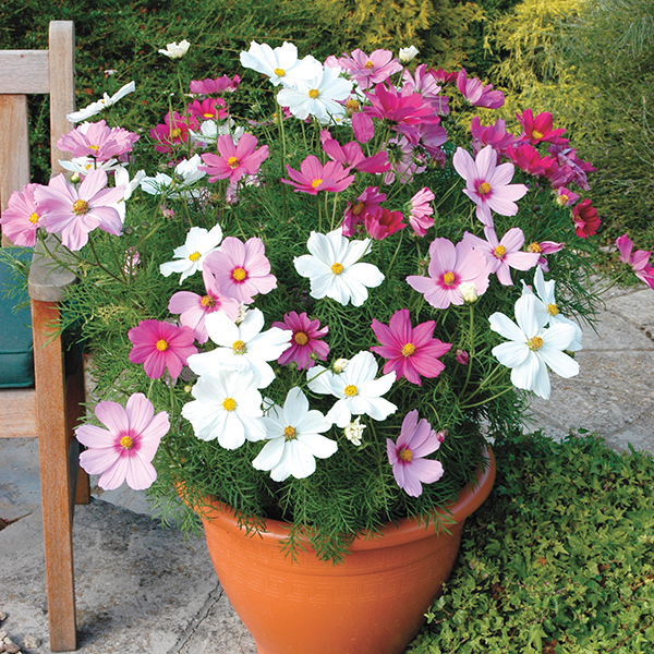 Cosmos Dwarf Sonata Mixed Plants from Mr Fothergill's 