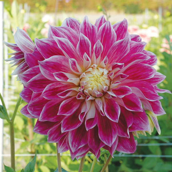 Dahlia Purple Explosion Plant from Mr Fothergill's Seeds ...