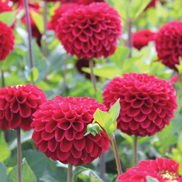 Dahlia Red Fox Plant from Mr Fothergill’s Seeds and Plants