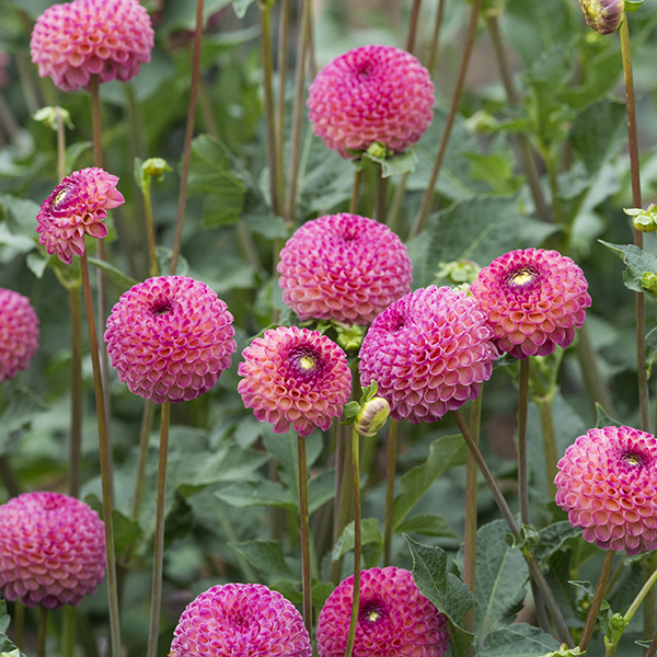 Dahlia (Ball Type) Burlesca Tubers from Mr Fothergill's Seeds and Plants