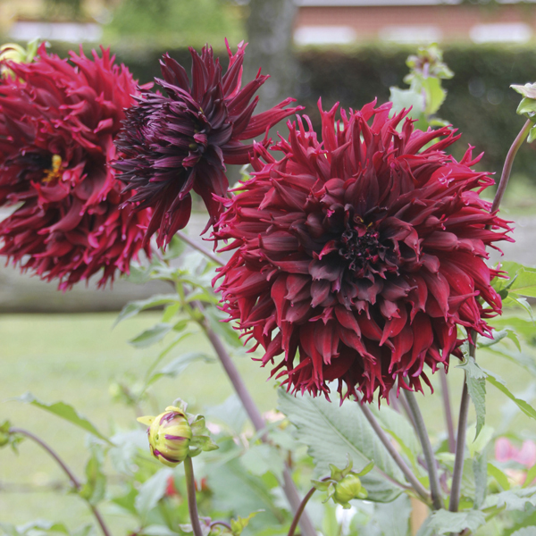 Dahlia Dinner Plate Tuber Collection from Mr Fothergill's Seeds and Plants