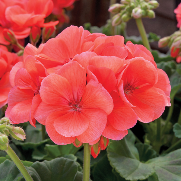 Geranium Designer Series Salmon Plants from Mr Fothergill's Seeds and