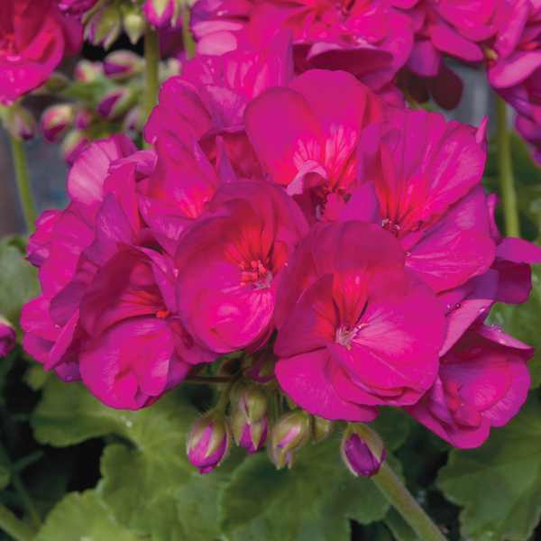 Geranium Designer Series Violet Plants from Mr Fothergill's Seeds and