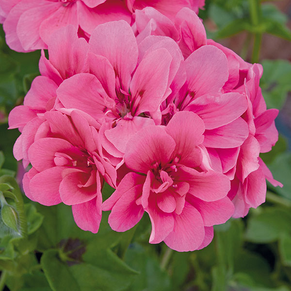 Geranium Precision Series Rose Plants from Mr Fothergill's Seeds and Plants