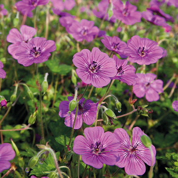 Geranium Pink Penny Plants from Mr Fothergill's Seeds and Plants