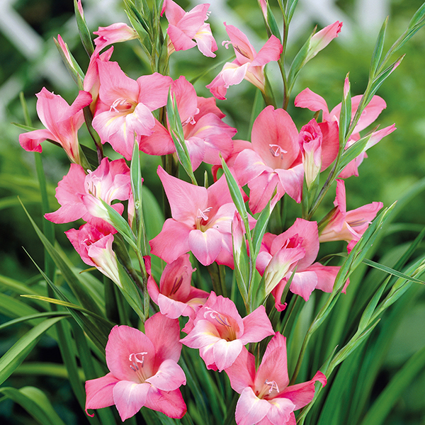 Gladiolus Charming Beauty Corms from Mr Fothergill�s Seeds