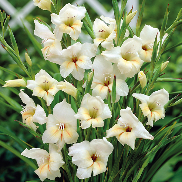 Gladiolus Halley Corms from Mr Fothergill's Seeds and Plants