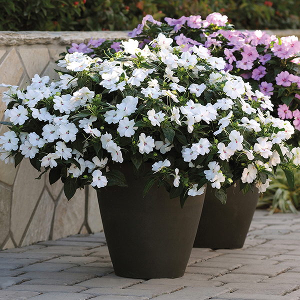 Impatiens Big Bounce White Plants from Mr Fothergill’s Seeds and Plants