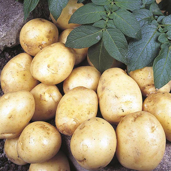 Potato (First Early) Foremost from Mr Fothergill's Seeds and Plants