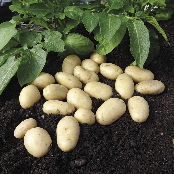 Potato (Second Early) Jazzy from Mr Fothergill's Seeds and Plants