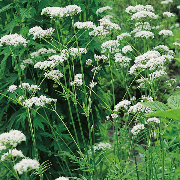 valerian-plants-from-mr-fothergill-s-seeds-and-plants