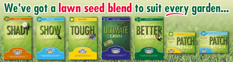 Lawn Grass Seed