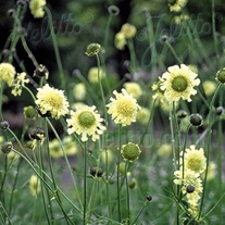Cephalaria Seeds