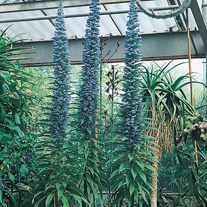 Echium pininana