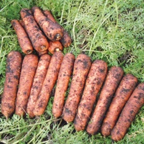 Carrot Seeds - Maestro F1