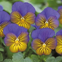 Viola Sorbet Morpho XP F1 Seeds