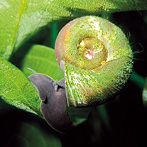 Ramshorn pond snails - Planorbis corneus x10