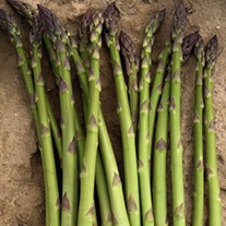 Asparagus Greenic Crowns