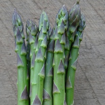 Asparagus Guelph Eclipse Crowns