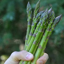 Asparagus Guelph Equinox Crowns