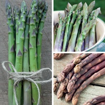 Asparagus Crown Collection