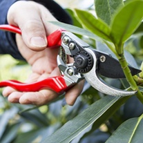 Darlac Professional Left Hand Bypass Secateurs/Pruner