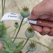 Darlac Pruning/Pocket Knife