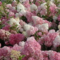 Hydrangea paniculata Vanille Fraise Plants