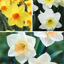 Narcissi Large Cupped Collection