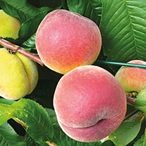 Patio Peach Avalon pride fruit tree