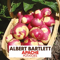 Potato Apache (Maincrop Albert Bartlett Seed Potato)