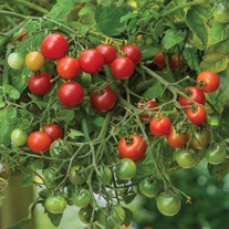 Basket and Container Tomato Plant Collection