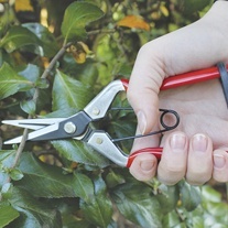 Darlac Vine Scissors
