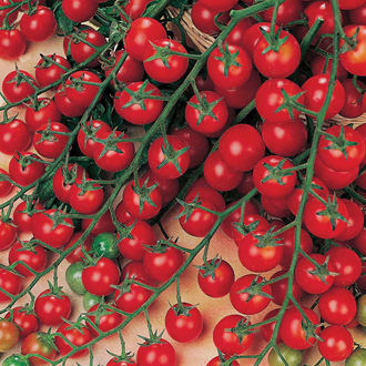 million sweet tomato cherry f1 seeds plant tomatoes plants garden edible non mr basket food balcony planting varieties stop hover