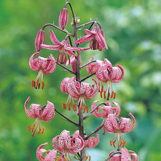 Turbán liliom