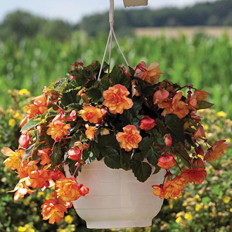 begonia picotee illumination golden f1 mr plants hover enlarge zoom