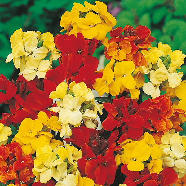 Wallflower Dwarf Bedding Mixed Seeds From Mr Fothergill S Seeds And Plants