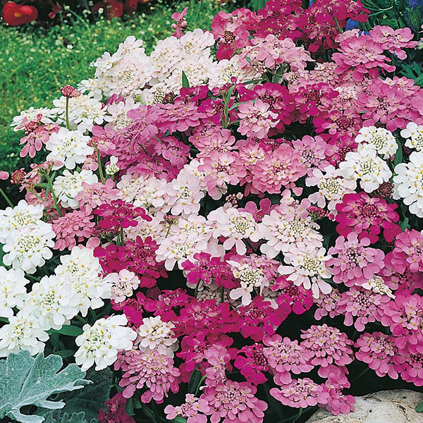 Candytuft Fairy Mixed Seeds From Mr Fothergill S Seeds And Plants