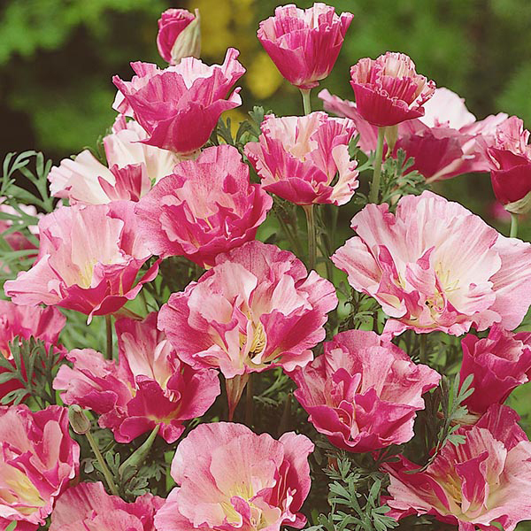 Californian Poppy Appleblossom Pink Seeds from Mr Fothergill's Seeds