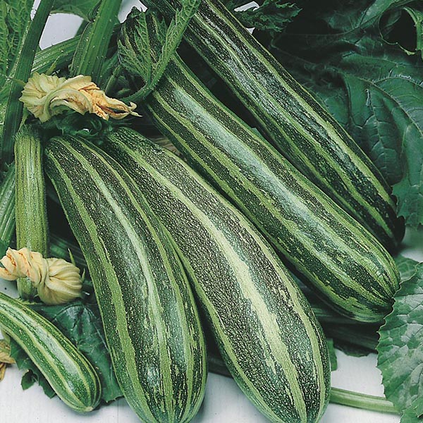 Mr Fothergills Courgette Cocozelle v Tripolis Seed